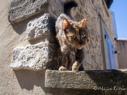 Katze, Provence