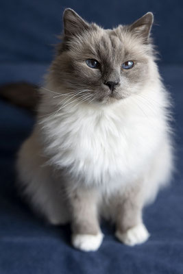 Castiel