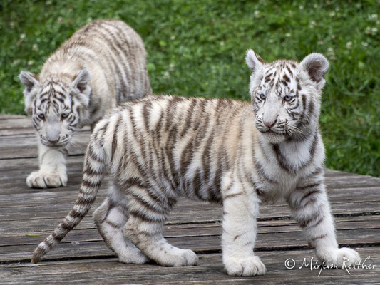 Nachwuchs bei den weissen Tigern im Kameltheater in Kernhof