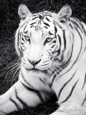 Weisse Tigerdame im Kameltheater in Kernhof