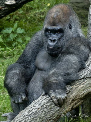 Gorilla im Bronx Zoo