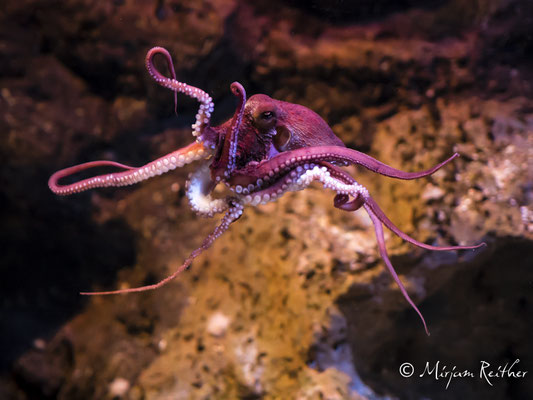 Aquarium La Rochelle