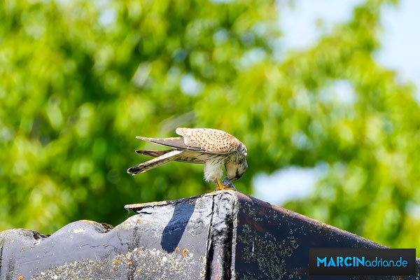 A kestrel (Falco tinnunculus) eats a mouse. Ein Turmfalke (Falco tinnunculus) verspeist eine Maus. Natur in Wesseling und Umgebung, Rhein-Erft-Kreis, Köln - Bonn © #Marcin_Adrian www.marcinadrian.de #meinWesseling