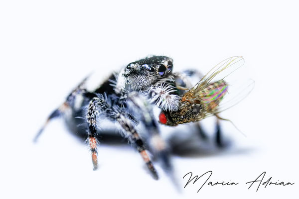 Phidippus regius "Bahamas" springspinnen, jumpingspider macro photography. Fotograf aus NRW - marcinadrian.de Aquaristik, Terraristik und Paludarium Fotograf