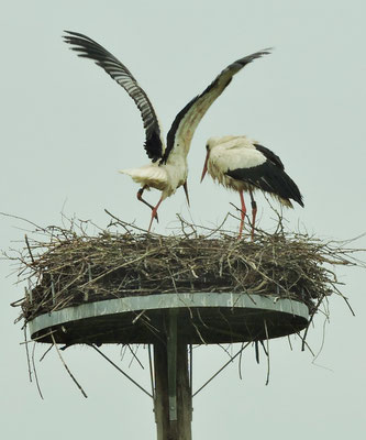 ... Nest am Spielplatz