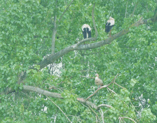 Hier im Baum in Begleitung einer Nilgans