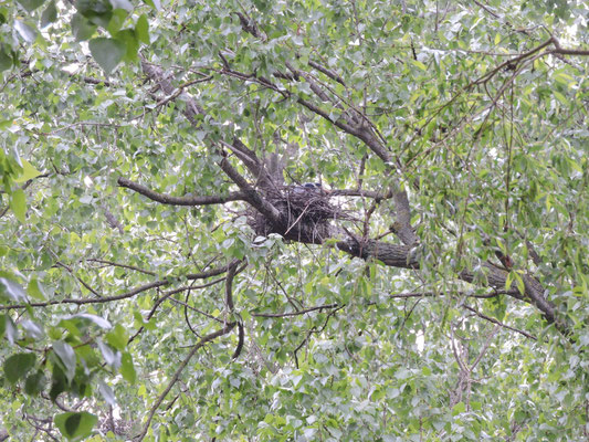 Auch Reiher lieben den Pappelwald