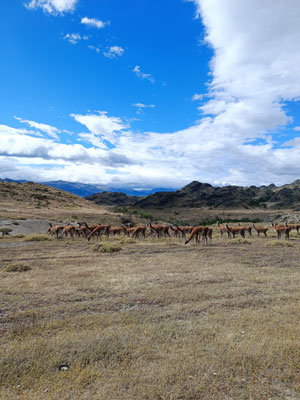 Guanakas im Patagonia National Park