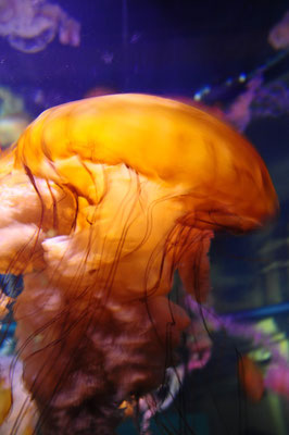 Shark Reef im Mandalay Bay