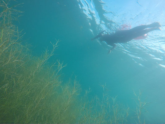 Open Water Training im Genfersee