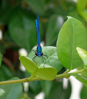 Bluedragonfly2