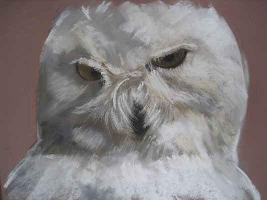 Chouette harfang- pastel - 40x30