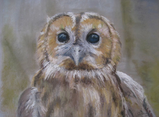 Hibou - pastel - 40x30