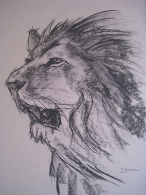 Lion - fusain - 40x30