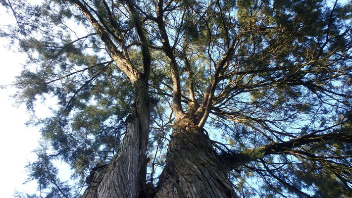 Taille de restauration sur Juniperus suite à chute de neige 