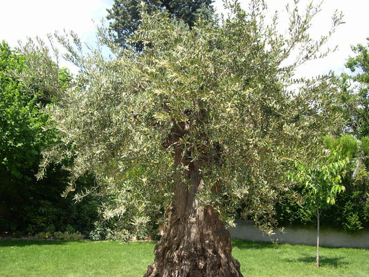 Couronne d'Olivier vieux sujet