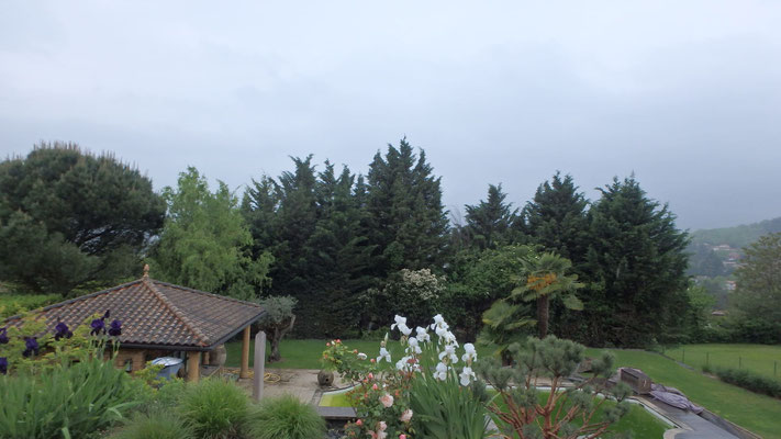 Réduction sur Cyprès de Leyland