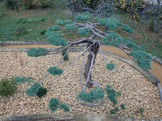 Juniperus x media 'Hetzii' taille d'inspiration japonaise 