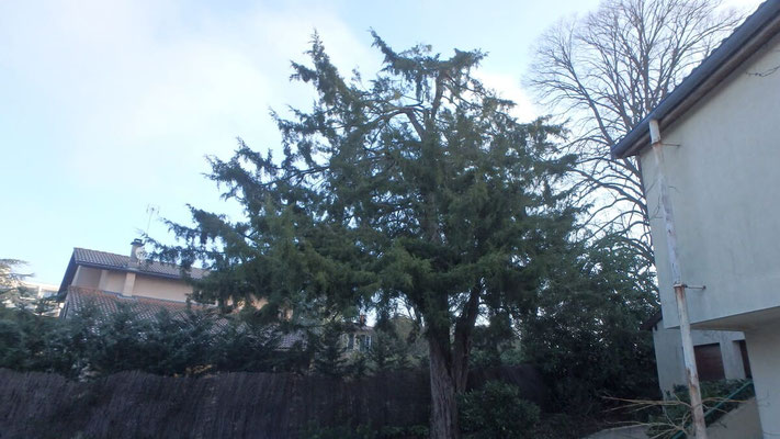 Taille de restauration sur Juniperus suite à chute de neige 