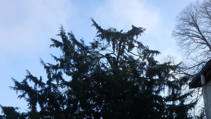 Taille de restauration sur Juniperus suite à chute de neige 