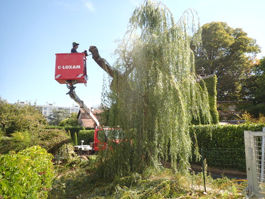 Abattage par démontage d'un saule pleureur à partir de nacelle