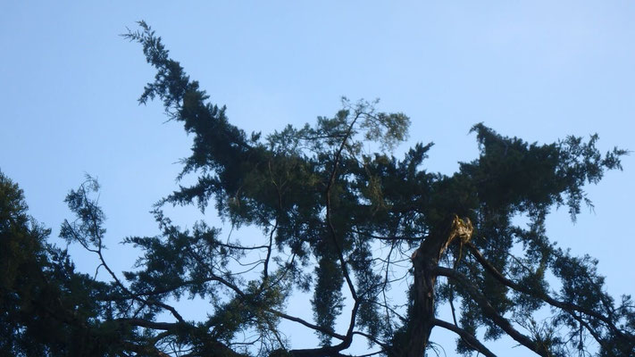Taille de restauration sur Juniperus suite à chute de neige 