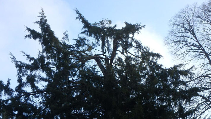 Taille de restauration sur Juniperus suite à chute de neige 