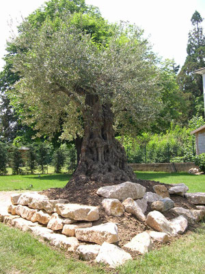 Olivier et roches de l'Ain