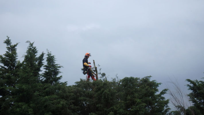Réduction sur Cyprès de Leyland