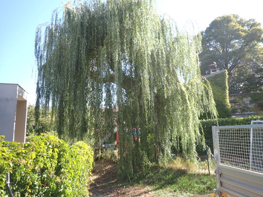 Saule pleureur avant l'abattage