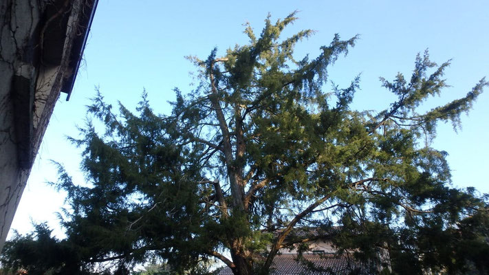 Taille de restauration sur Juniperus suite à chute de neige 