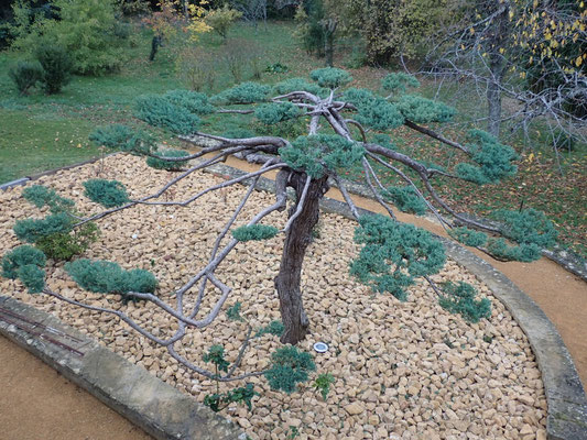 Juniperus x media 'Hetzii' taille japonaise formation en coussin