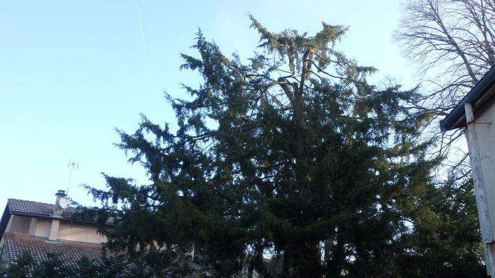 Taille de restauration sur Juniperus suite à chute de neige 