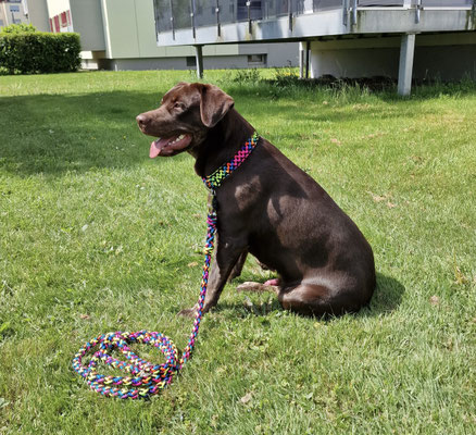 Halsband und Leine aus Paracord