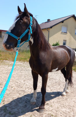 Halfter aus Paracord mit passendem Strick