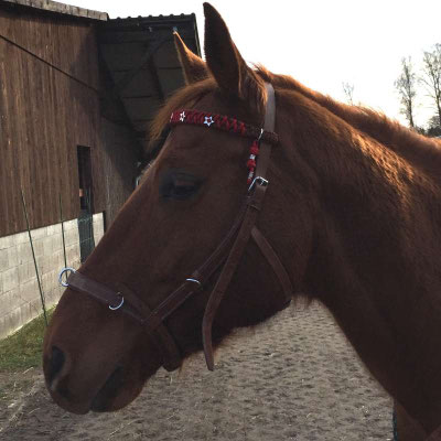 Stirnriemen mit Sternen