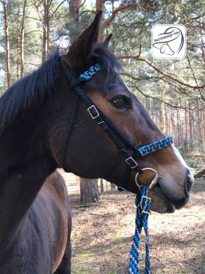 Englischtrense mit Reithalfter aus Paracord