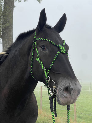 Showtrense, Mittelaltertrense aus Paracord