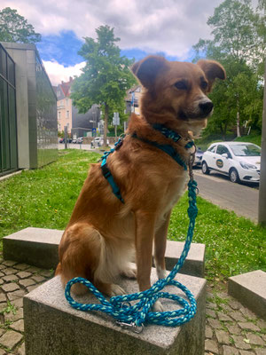 Halsband und Leine rund geflochten