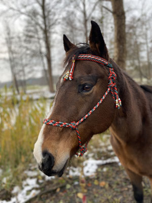 Knotenhalfter aus Paracordsträngen und Stirnriemen