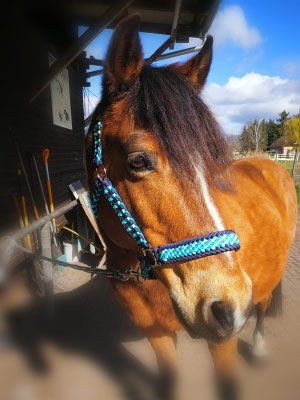 Halfter aus Paracord