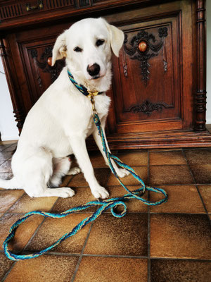 Set Halsband und Hundeleine gflochten