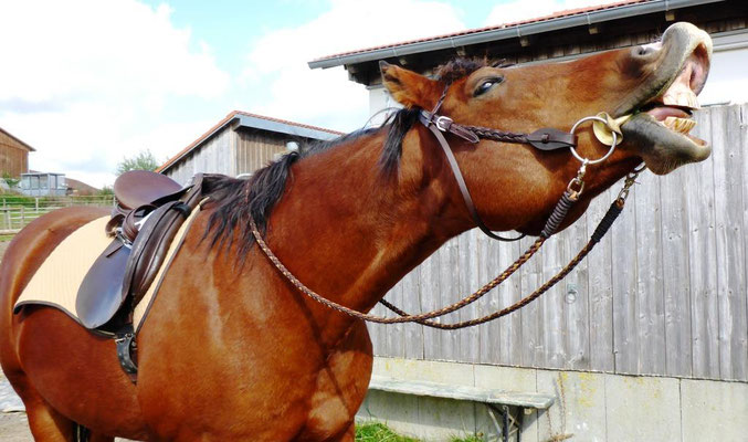 Rund geflochtene Zügel "Gaucho"