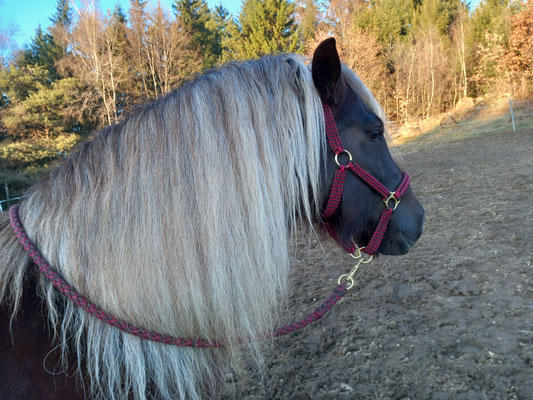 Halfter und Strick mit Messingbeschlägen