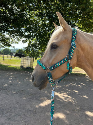 Geflochtenes Halfter aus Paracord