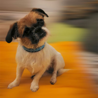 Halsband für kleine Hunde