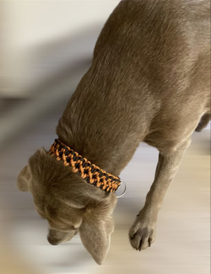 Halsband Starlight Express