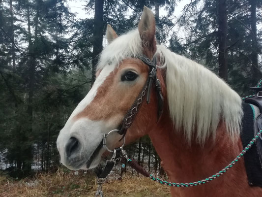 Zügel rund geflochten