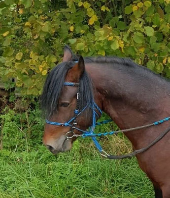Knotenhalfter und Westerntrense
