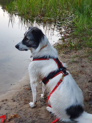 Halsband rund geflochten